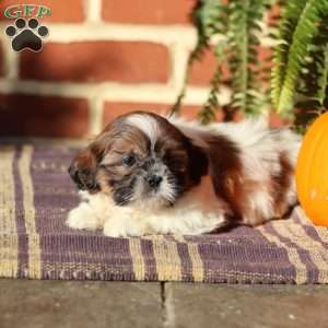 Tiara, Shih Tzu Puppy